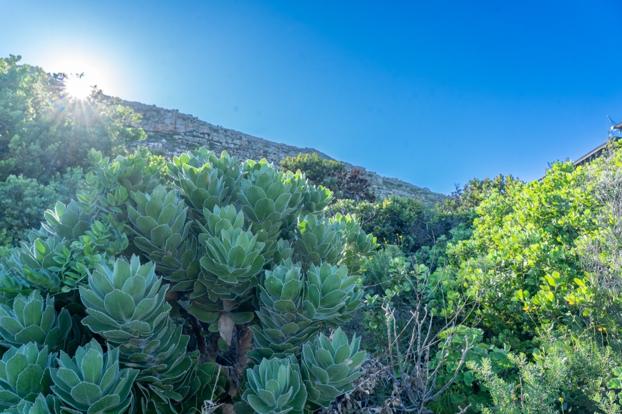 0 Bedroom Property for Sale in Misty Cliffs Western Cape